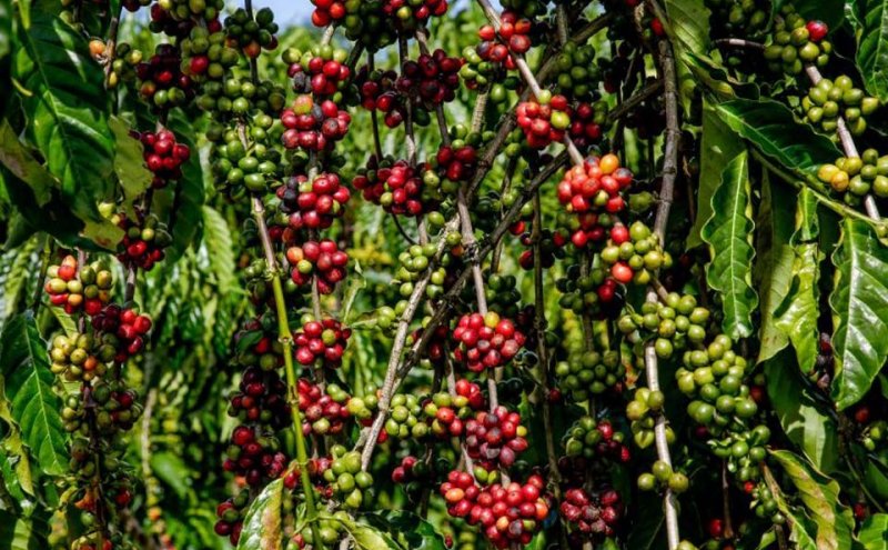 Restauração florestal em cafezais é viável economicamente, diz estudo