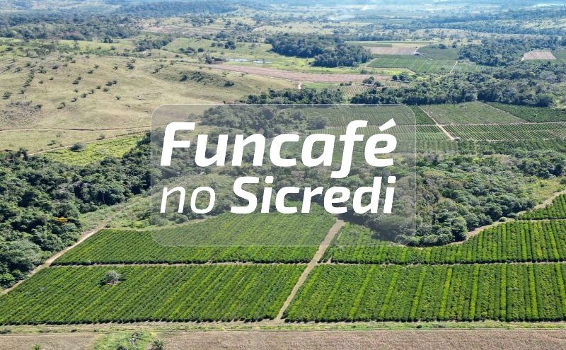 Cafeicultura: Veja como acessar os recursos do Funcafé através do Sicredi em Rondônia e Mato Grosso