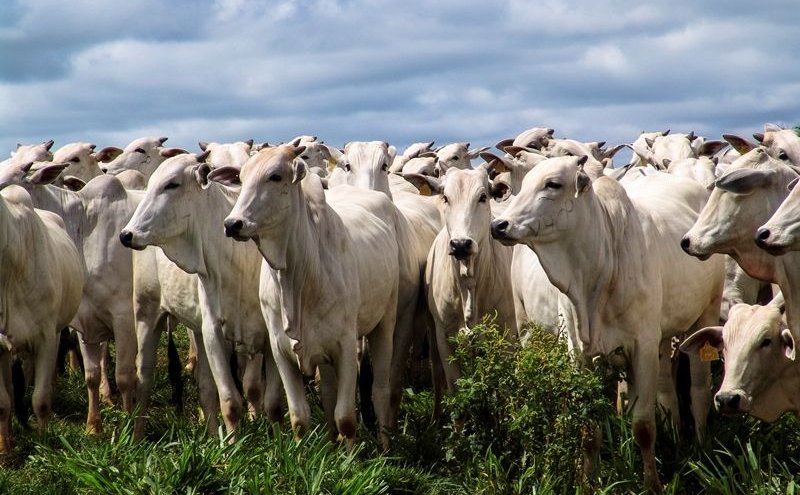 Agronegócios: Brasil abre mercados para carne bovina, lácteos e material genético