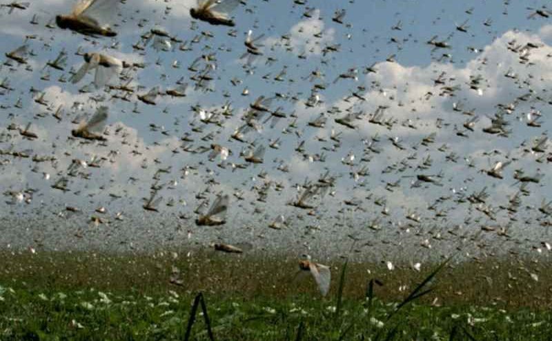 Núvem de gafanhotos chega a Mato Grosso, devasta pomar e avança para lavoura de milho