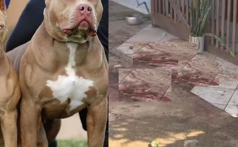 Quatro pitbulls matam homem de 35 anos em quintal de casa, em SC