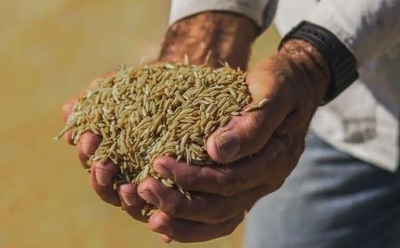 Governo define parâmetros para importação de arroz. Para consumidor, preço final do quilo será de R$ 4